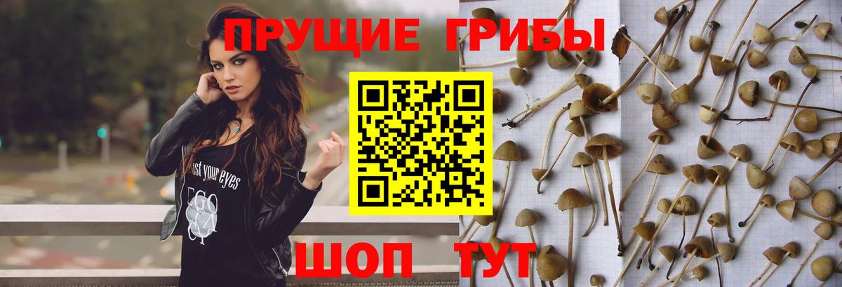 Волоколамск  Галлюциногенные грибы GOLDEN TEACHER  Вход с VPN  Галлюциногенные грибы GOLDEN TEACHER 